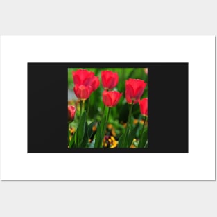 Red Tulips Posters and Art